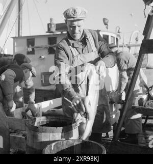 Aktuell 08-1951: Das Abenteuer in Lofoten. Etwa 5.000 Boote mit 20 bis 25.000 Fischern jagen die Skrei während der Hochsaison in Lofoten, dem Zentrum der weltweit größten Kabeljaufischerei. Lofoten angeln. Foto: Sverre A. Børretzen / aktuell / NTB ***das Foto ist nicht bearbeitetes Bild*** dieser Bildtext wird automatisch übersetzt dieser Bildtext wird automatisch übersetzt Stockfoto