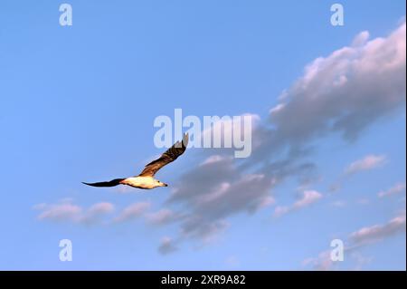 Die große Möwe, die am bewölkten Himmel fliegt Stockfoto