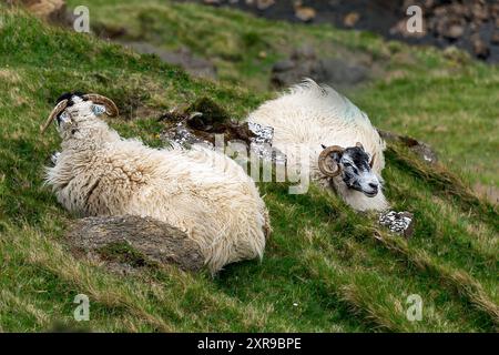 Zwei Schäfe aus Schwarzgesicht lagen auf einem Hang. Stockfoto