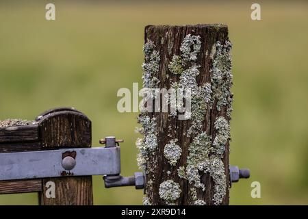 Parmelia saxatilis Flechte auf einem alten Holzstock Stockfoto