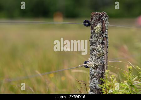 Parmelia saxatilis Flechte auf einem alten Holzmast mit Elektrozaun Stockfoto