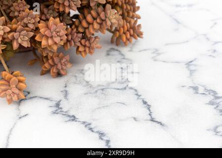 Graptosedum Sukkulent in einem Topf auf einem Marmorboden Stockfoto