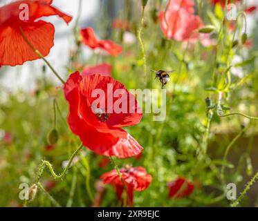 Hummel hebt sich von einer Mohnblume ab Stockfoto