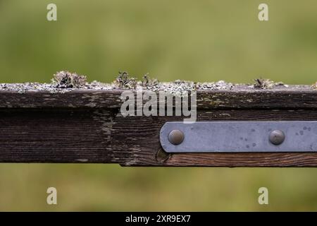 Parmelia saxatilis Flechte auf einem alten Holzstock Stockfoto