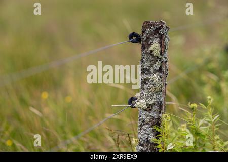 Parmelia saxatilis Flechte auf einem alten Holzmast mit Elektrozaun Stockfoto