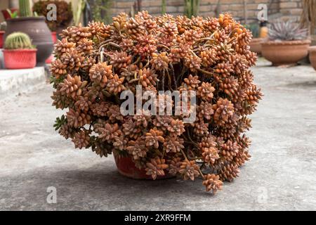 Wunderschöner Graptosedum-Sukkulent in einem Topf Stockfoto