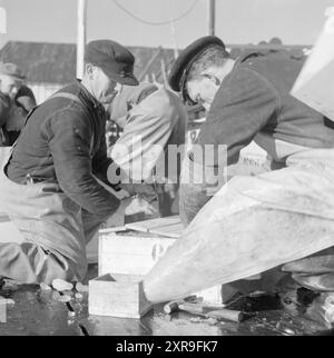 Aktuell 08-1951: Das Abenteuer in Lofoten. Etwa 5.000 Boote mit 20 bis 25.000 Fischern jagen den Skrein während der Hochsaison in Lofoten, dem Zentrum der weltweit größten Kabeljaufischerei. Lofoten angeln. Foto: Sverre A. Børretzen / aktuell / NTB ***das Foto ist nicht bearbeitetes Bild*** dieser Bildtext wird automatisch übersetzt dieser Bildtext wird automatisch übersetzt Stockfoto