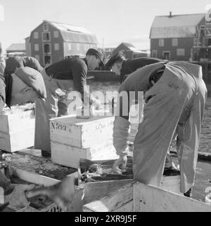 Aktuell 08-1951: Das Abenteuer in Lofoten. Etwa 5.000 Boote mit 20 bis 25.000 Fischern jagen den Skrein während der Hochsaison in Lofoten, dem Zentrum der weltweit größten Kabeljaufischerei. Lofoten angeln. Foto: Sverre A. Børretzen / aktuell / NTB ***das Foto ist nicht bearbeitetes Bild*** dieser Bildtext wird automatisch übersetzt dieser Bildtext wird automatisch übersetzt Stockfoto