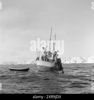 Aktuell 08-1951: Das Abenteuer in Lofoten. Etwa 5.000 Boote mit 20 bis 25.000 Fischern jagen den Skrein während der Hochsaison in Lofoten, dem Zentrum der weltweit größten Kabeljaufischerei. Lofoten angeln. Foto: Sverre A. Børretzen / aktuell / NTB ***das Foto ist nicht bearbeitetes Bild*** dieser Bildtext wird automatisch übersetzt dieser Bildtext wird automatisch übersetzt Stockfoto