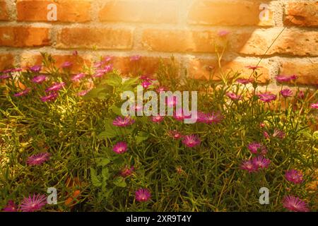 Blumen im Garten an einem sonnigen Tag. Schuss gegen eine Ziegelwand. Hochwertiges Foto Stockfoto