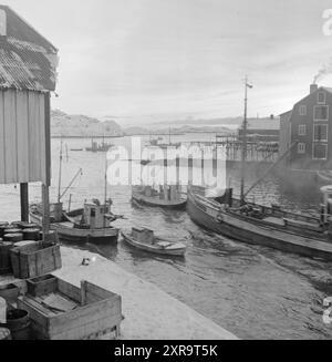 Aktuell 08-1951: Das Abenteuer in Lofoten. Etwa 5.000 Boote mit 20 bis 25.000 Fischern jagen den Skrein während der Hochsaison in Lofoten, dem Zentrum der weltweit größten Kabeljaufischerei. Lofoten angeln. Foto: Sverre A. Børretzen / aktuell / NTB ***das Foto ist nicht bearbeitetes Bild*** dieser Bildtext wird automatisch übersetzt dieser Bildtext wird automatisch übersetzt Stockfoto