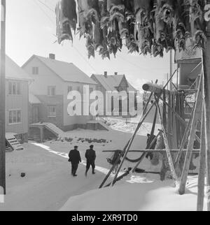 Aktuell 08-1951: Das Abenteuer in Lofoten. Etwa 5.000 Boote mit 20 bis 25.000 Fischern jagen den Skrein während der Hochsaison in Lofoten, dem Zentrum der weltweit größten Kabeljaufischerei. Lofoten angeln. Foto: Sverre A. Børretzen / aktuell / NTB ***das Foto ist nicht bearbeitetes Bild*** dieser Bildtext wird automatisch übersetzt dieser Bildtext wird automatisch übersetzt Stockfoto