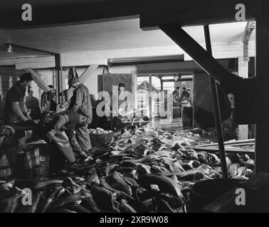 Aktuell 08-1951: Das Abenteuer in Lofoten. Etwa 5.000 Boote mit 20 bis 25.000 Fischern jagen den Skrein während der Hochsaison in Lofoten, dem Zentrum der weltweit größten Kabeljaufischerei. Lofoten angeln. Foto: Sverre A. Børretzen / aktuell / NTB ***das Foto ist nicht bearbeitetes Bild*** dieser Bildtext wird automatisch übersetzt dieser Bildtext wird automatisch übersetzt Stockfoto