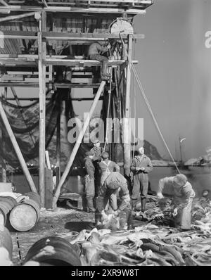 Aktuell 08-1951: Das Abenteuer in Lofoten. Etwa 5.000 Boote mit 20 bis 25.000 Fischern jagen den Skrein während der Hochsaison in Lofoten, dem Zentrum der weltweit größten Kabeljaufischerei. Lofoten angeln. Foto: Sverre A. Børretzen / aktuell / NTB ***das Foto ist nicht bearbeitetes Bild*** dieser Bildtext wird automatisch übersetzt dieser Bildtext wird automatisch übersetzt Stockfoto