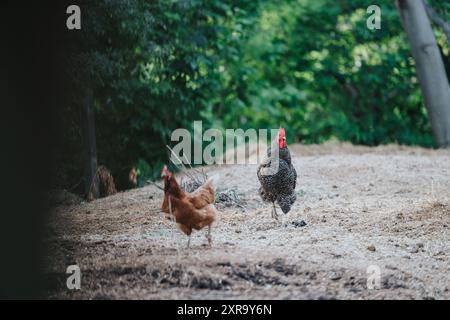 Hahn und Huhn bewegen sich frei in der Landschaft mit üppigen grünen Bäumen im Hintergrund Stockfoto