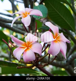 Plumeria pudica rosa Blüten auf selektivem Fokus, Vordergrund und verschwommenem Hintergrund Stockfoto