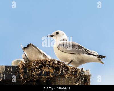 Junge Black Legged Kittiwake, Rissa tridactyla auf einem Nest an einer Straßenlaterne in Scarborough, Yorkshire, Großbritannien. Stockfoto