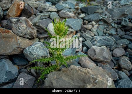 Cirsium spinosissimum, auch bekannt als Dorndistel, wächst auf einem Flussbett im höheren Himalaya von Himachal Pradesh, Ind Stockfoto