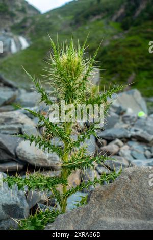 Cirsium spinosissimum, auch bekannt als Dorndistel, wächst auf einem Flussbett im höheren Himalaya von Himachal Pradesh, Ind Stockfoto