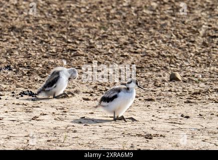 Pied Avocet; Recurvirostra avosetta-Küken knieten in den Feuchtgebieten von Kilnsea in Spurn, Yorkshire, Großbritannien. Stockfoto