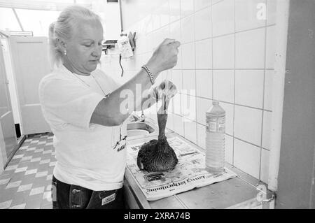 Duck with Botulismus, Bird Disaster Fund, Birds, 12-07-1989, Whizgle Dutch News: Historical Images Tailored for the Future. Erkunden Sie die Vergangenheit der Niederlande mit modernen Perspektiven durch Bilder von niederländischen Agenturen. Verbinden der Ereignisse von gestern mit den Erkenntnissen von morgen. Begeben Sie sich auf eine zeitlose Reise mit Geschichten, die unsere Zukunft prägen. Stockfoto