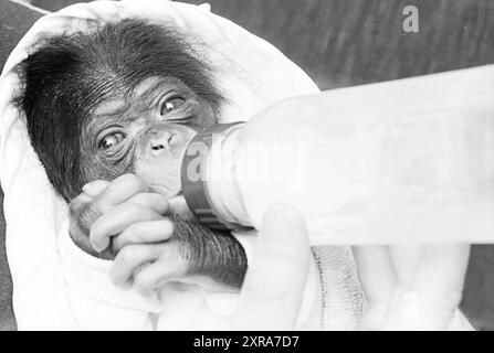 Baby Monkey in Purmerend, Animals, 12-04-1972, Whizgle Dutch News: Historical Images Tailored for the Future. Erkunden Sie die Vergangenheit der Niederlande mit modernen Perspektiven durch Bilder von niederländischen Agenturen. Verbinden der Ereignisse von gestern mit den Erkenntnissen von morgen. Begeben Sie sich auf eine zeitlose Reise mit Geschichten, die unsere Zukunft prägen. Stockfoto