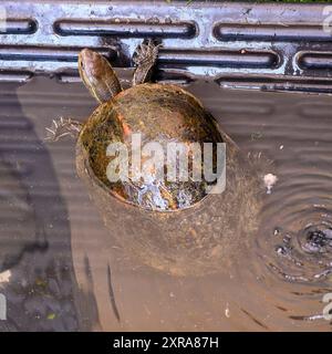 Die Balkanterrapin (Mauremys rivulata) ist eine Art der Terrapin aus der Familie der Geoemydidae. Sie kommt im östlichen Mittelmeer vor Stockfoto