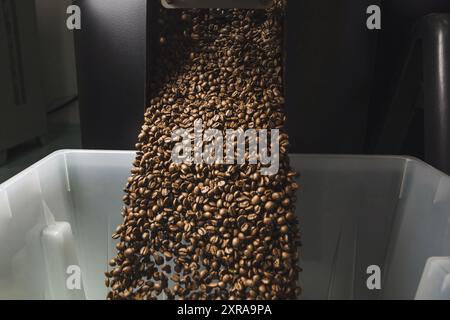 Große Chargen Geröstete Kaffeebohnen, Die Nach Dem Rösten In Den Behälter Gegossen Werden Stockfoto