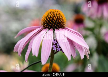 Lila Koneflower in Blüte Stockfoto