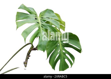 Monstera-Baum mit isoliertem Hintergrund Stockfoto