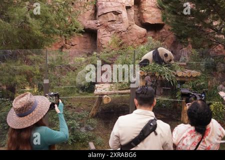 San Diego, Kalifornien, USA. August 2024. Am 8. August 2024 machen Journalisten Fotos in der Panda Ridge des San Diego Zoo in San Diego, Kalifornien, USA. ZUM BEISPIEL „Feature: San Diego Zoo begrüßt Back geliebte Pandas am California Panda Day“ Credit: Zeng Hui/Xinhua/Alamy Live News Stockfoto