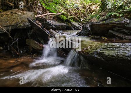 Einruhr, Deutschland. August 2024. Wasser fließt durch das Wüstebachtal im Nationalpark Eifel. Quelle: Oliver Berg/dpa/Alamy Live News Stockfoto