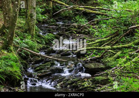 Einruhr, Deutschland. August 2024. Wasser fließt durch das Wüstebachtal im Nationalpark Eifel. Quelle: Oliver Berg/dpa/Alamy Live News Stockfoto