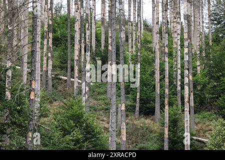 Einruhr, Deutschland. August 2024. Junge Buchen wachsen unter toten Fichten im Nationalpark Eifel. Im Laufe der Zeit werden die widerstandsfähigeren Buchen die toten Fichten ersetzen. Quelle: Oliver Berg/dpa/Alamy Live News Stockfoto