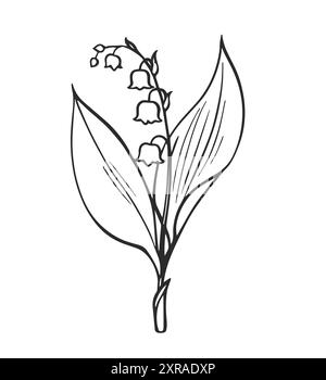 Handgezeichnete schwarze und weiße Maiglöckchen aus dem Tal. Vektorgrafik umreißen. Stock Vektor