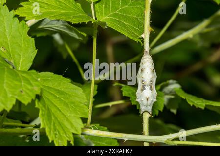 Compton Tortoiseshell Chrysalis - Nymphalis vaualbum Stockfoto