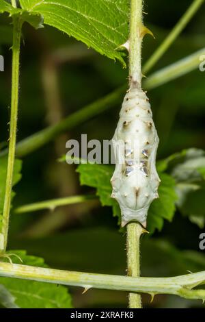 Compton Tortoiseshell Chrysalis - Nymphalis vaualbum Stockfoto