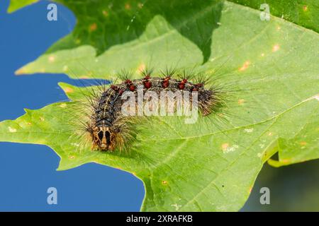 Schwammige Mottenraupe – Lymantria dispar Stockfoto