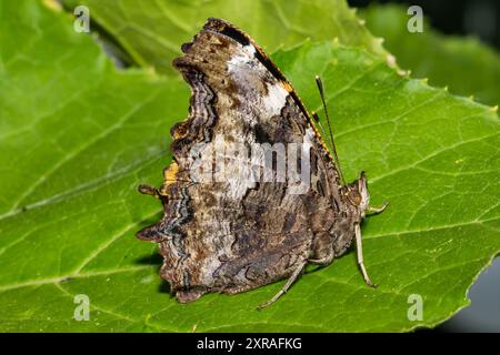 Compton Tortoiseshell - Nymphalis vaualbum Stockfoto