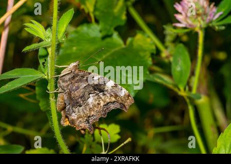 Compton Tortoiseshell - Nymphalis vaualbum Stockfoto