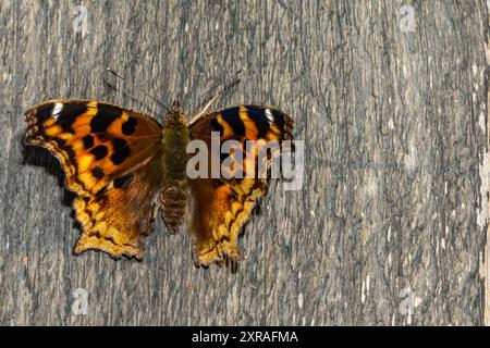 Compton Tortoiseshell - Nymphalis vaualbum Stockfoto