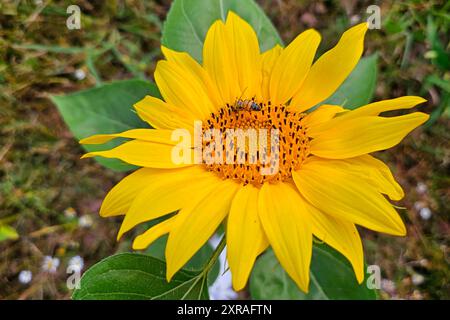 Wadern Natur, Pflanzen, Blume, Bluete, Sonnenblume, 09.08.2024 Sonnenblumenbluete Natur, Pflanzen, Blume, Bluete, Sonnenblume, 09.08.2024 *** Wadern Natur, Pflanzen, Blume, Blüte, Sonnenblume, 09 08 2024 Sonnenblumenblüte Natur, Pflanzen, Blume, Blüte, Sonnenblume, 09 08 2024 Copyright: xAugstx/xEibner-Pressefotox EP jat Stockfoto