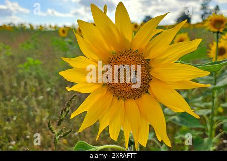 Wadern Natur, Pflanzen, Blume, Bluete, Sonnenblume, 09.08.2024 Sonnenblumenbluete Natur, Pflanzen, Blume, Bluete, Sonnenblume, 09.08.2024 *** Wadern Natur, Pflanzen, Blume, Blüte, Sonnenblume, 09 08 2024 Sonnenblumenblüte Natur, Pflanzen, Blume, Blüte, Sonnenblume, 09 08 2024 Copyright: xAugstx/xEibner-Pressefotox EP jat Stockfoto