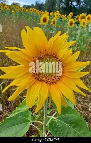 Wadern Natur, Pflanzen, Blume, Bluete, Sonnenblume, 09.08.2024 Sonnenblumenbluete Natur, Pflanzen, Blume, Bluete, Sonnenblume, 09.08.2024 *** Wadern Natur, Pflanzen, Blume, Blüte, Sonnenblume, 09 08 2024 Sonnenblumenblüte Natur, Pflanzen, Blume, Blüte, Sonnenblume, 09 08 2024 Copyright: xAugstx/xEibner-Pressefotox EP jat Stockfoto