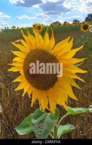 Wadern Natur, Pflanzen, Blume, Bluete, Sonnenblume, 09.08.2024 Sonnenblumenbluete Natur, Pflanzen, Blume, Bluete, Sonnenblume, 09.08.2024 *** Wadern Natur, Pflanzen, Blume, Blüte, Sonnenblume, 09 08 2024 Sonnenblumenblüte Natur, Pflanzen, Blume, Blüte, Sonnenblume, 09 08 2024 Copyright: xAugstx/xEibner-Pressefotox EP jat Stockfoto