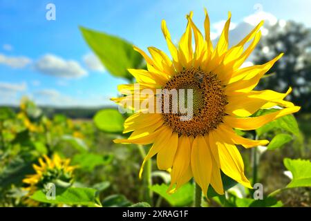 Wadern Natur, Pflanzen, Blume, Bluete, Sonnenblume, 09.08.2024 Sonnenblumenbluete Natur, Pflanzen, Blume, Bluete, Sonnenblume, 09.08.2024 *** Wadern Natur, Pflanzen, Blume, Blüte, Sonnenblume, 09 08 2024 Sonnenblumenblüte Natur, Pflanzen, Blume, Blüte, Sonnenblume, 09 08 2024 Copyright: xAugstx/xEibner-Pressefotox EP jat Stockfoto