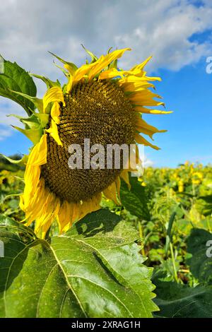 Wadern Natur, Pflanzen, Blume, Bluete, Sonnenblume, 09.08.2024 Sonnenblumenbluete Natur, Pflanzen, Blume, Bluete, Sonnenblume, 09.08.2024 *** Wadern Natur, Pflanzen, Blume, Blüte, Sonnenblume, 09 08 2024 Sonnenblumenblüte Natur, Pflanzen, Blume, Blüte, Sonnenblume, 09 08 2024 Copyright: xAugstx/xEibner-Pressefotox EP jat Stockfoto