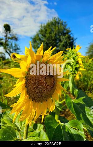 Wadern Natur, Pflanzen, Blume, Bluete, Sonnenblume, 09.08.2024 Sonnenblumenbluete Natur, Pflanzen, Blume, Bluete, Sonnenblume, 09.08.2024 *** Wadern Natur, Pflanzen, Blume, Blüte, Sonnenblume, 09 08 2024 Sonnenblumenblüte Natur, Pflanzen, Blume, Blüte, Sonnenblume, 09 08 2024 Copyright: xAugstx/xEibner-Pressefotox EP jat Stockfoto