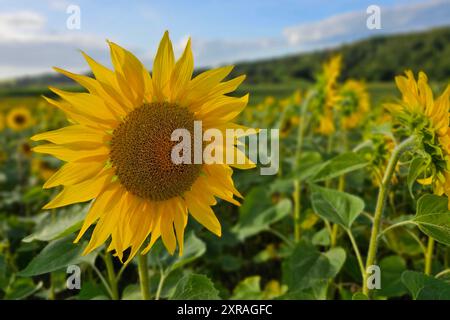 Wadern Natur, Pflanzen, Blume, Bluete, Sonnenblume, 09.08.2024 Sonnenblumenbluete Natur, Pflanzen, Blume, Bluete, Sonnenblume, 09.08.2024 *** Wadern Natur, Pflanzen, Blume, Blüte, Sonnenblume, 09 08 2024 Sonnenblumenblüte Natur, Pflanzen, Blume, Blüte, Sonnenblume, 09 08 2024 Copyright: xAugstx/xEibner-Pressefotox EP jat Stockfoto