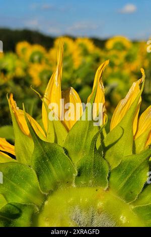 Wadern Natur, Pflanzen, Blume, Bluete, Sonnenblume, 09.08.2024 Sonnenblumenbluete Natur, Pflanzen, Blume, Bluete, Sonnenblume, 09.08.2024 *** Wadern Natur, Pflanzen, Blume, Blüte, Sonnenblume, 09 08 2024 Sonnenblumenblüte Natur, Pflanzen, Blume, Blüte, Sonnenblume, 09 08 2024 Copyright: xAugstx/xEibner-Pressefotox EP jat Stockfoto